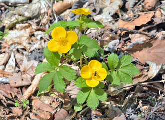 Spring yellow flower (Hylomecon vernalis)