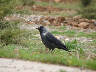 Western jackdaw sits on the soil land
Crow in the Natural on field background
Bird is looking for food in nature
Crows group
animals group
Birds gathering
Bird migration
Crow crowd
Ravens