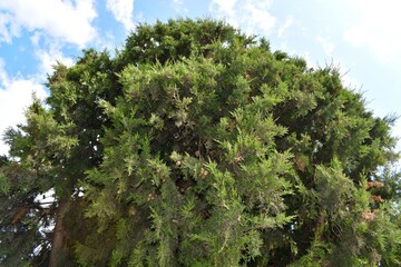 Eastern red cedar seen from below