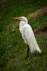 great blue heron