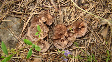 Mushroom, Mashroom , 
Close up of Magical mushrooms growing on green grass againt sunlight with bokeh.Selected focus.
Mushrooms appears in the wet ground.
Wild Mashroom growing up in forest, woods