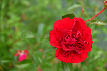 ばら　ステファニーグッテンベルク