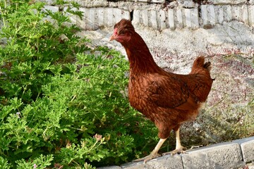 Red crested free range chicken on the wall, Turkey