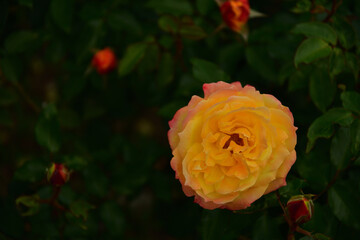 ばら　トロピカルシャーベット