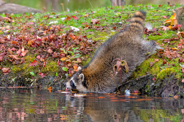 Raccoon leaning into the Water for a Drink