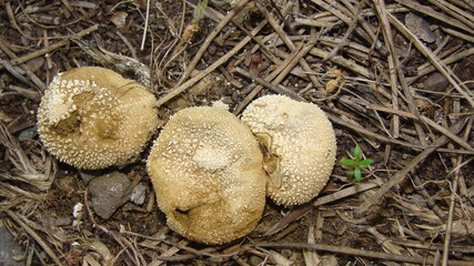 Puffball , Mushroom
Puffball fungus (Lycoperdon perlatum) spores reproduction smoke mushroom
Lycoperdon molle, commonly known as the smooth puffball or the soft puffball, wild mushroom from Europa