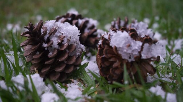 Pine cones with snow falling on the ground in the winter