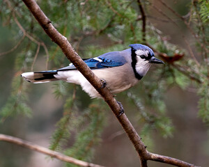 Obraz premium Blue Jay Photo Stock. Blue Jay perched on a branch with a blur background in the forest environment and habitat. Image. Picture. Portrait.