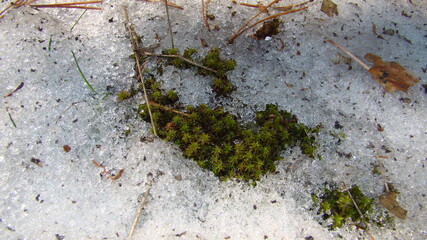 Melting snow icicles under beams of a bright sun
Under the thawing snow the fresh green moss is visible
Thawing snow, thawing ice
Last days of winter, spring in forest
Fresh spring nature background