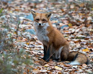 Fox stock photos. Red fox close-up profile view displaying fox fur, fox tail with a blur background in its environment and habitat. Fox Image. Fox Picture.