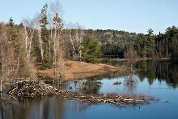Obraz premium Beaver Winter Food supply cache pile. Beaver Gathering and Storing Winter Food Supply in the autumn season. Autumn landscape with beaver food cache structure.