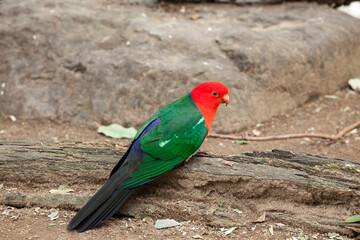 キンショウジョウインコ