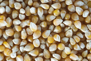 Corn seeds background. Top view. Close up.