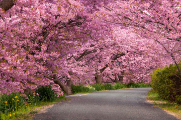 みなみの桜