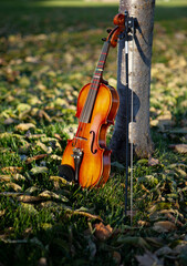 a violin resting against the trunk of a tree in grass covered with fall leaves
