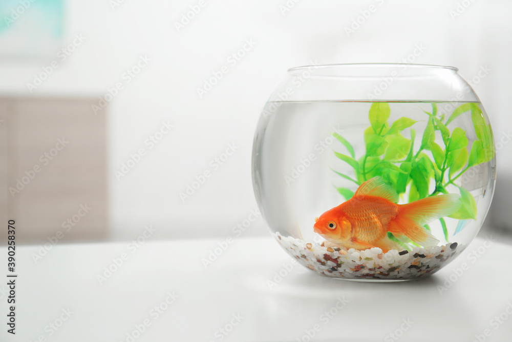 Canvas Prints Beautiful bright small goldfish in round glass aquarium on white table indoors. Space for text - Canvas Prints