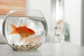 Fotobehang Beautiful bright small goldfish in round glass aquarium on table indoors. Space for text © New Africa