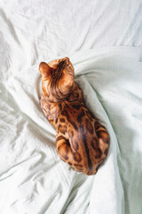 Obraz premium Amazing bengal cat resting on bed. Top view of unique spotted domestic cat. Focus on cat. Top view shows all the beauty of this breed's color.