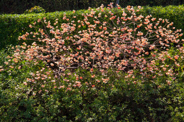 Obraz premium アカバナミツマタ