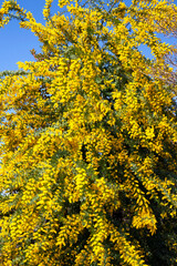 Fototapeta premium ミモザ