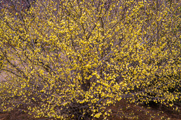 ヒュウガミズキ