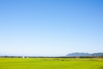 Fototapeta premium 田んぼと空