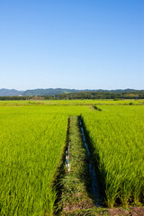 田んぼと空