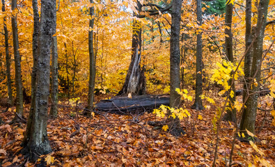 Autumn yellow leaves in the forest at Tahquamenon Falls State Park in Michigan. Fall colors