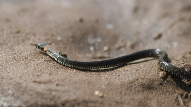 grey snake crawls on wet sand, shows tongue