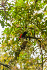 Bird from Costa Rica