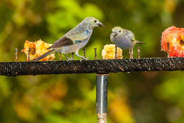Bird from Costa Rica