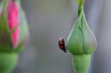 Mariquita caminando en el pimpollo de una rosa