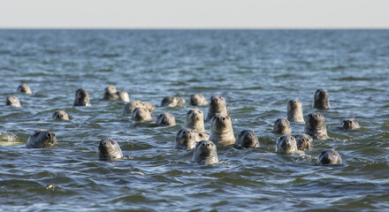 Group of seals watching visitors on sea