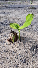 The seedlings of the banana tree are growing.