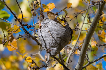 Hornet's nest hanging on a tree branch closeup. Dangerous wildlife and insect pest control....