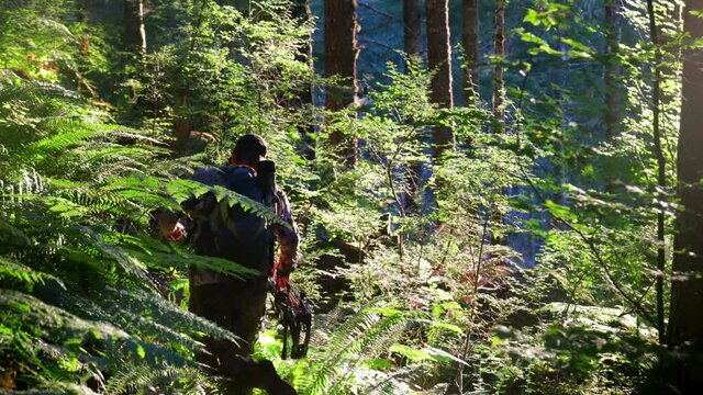 Man travels with a bow through dense green trees while hunting.