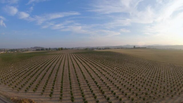 High angle to low angle hazelnut farm during sunset. Frame Rate 59.94