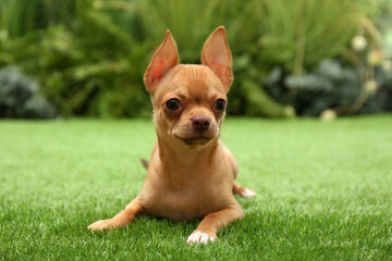 Cute Chihuahua puppy lying on green grass outdoors. Baby animal