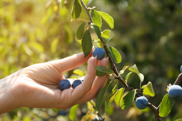 Woman picking sloe berries off bush outdoors, closeup