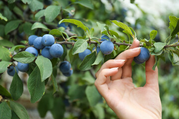 Woman picking sloe berries off bush outdoors, closeup