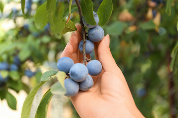 Woman picking sloe berries off bush outdoors, closeup