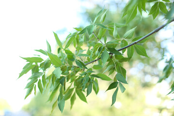 Beautiful tree branch with green leaves outdoors, closeup