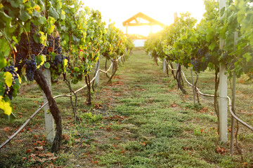 Fototapeta na wymiar Beautiful view of vineyard with ripe grapes