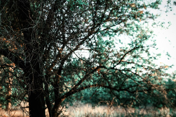 Tree with leafless branches outdoors, closeup. Fantasy forest