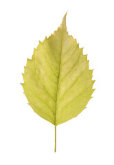 Beautiful leaf isolated on white. Autumn season