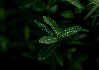 Droplets of water, on green leaves, after rain, on a summer day. 