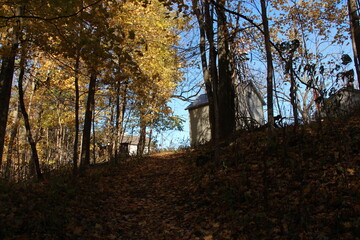 autumn in the forest