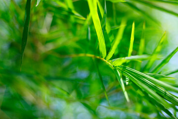 close up of green bamboo leaves in the rainforest