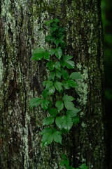 Green plants - leaves, branches, flowers, on a summer day. 