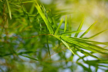 close up of green bamboo leaves in the rainforest